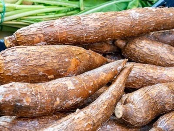 Farmers double revenue with improved cassava cultivation